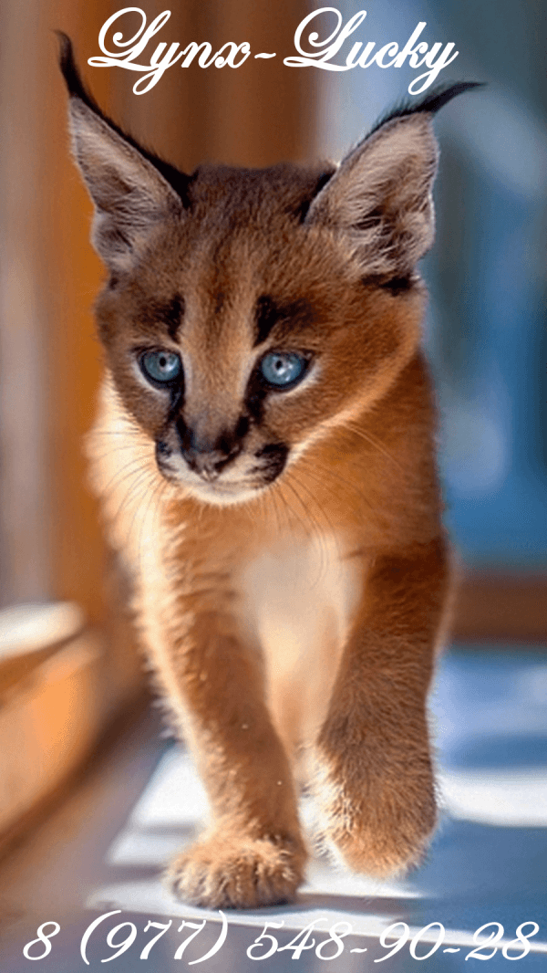 Lynx-Lucky